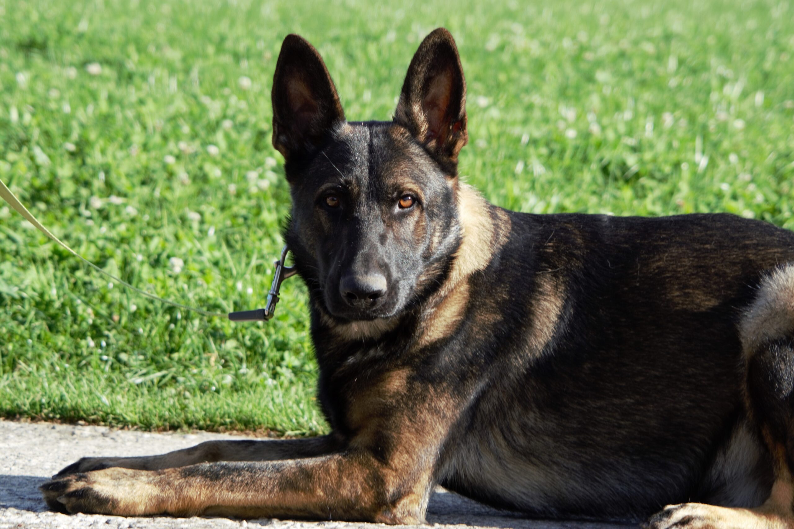 Ein Hund auf dem Gras liegend